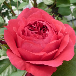Nostalgična vrtnica - Roza - Ruban Rouge® - 